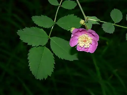 Rosa gymnocarpa.