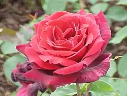 'Papa Meilland', Meilland 1963. Rosa híbrido de cruce con ascendentes parentales de 'Chrysler Imperial' x 'Charles Mallerin'.