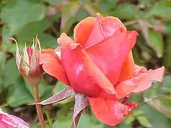 'Duftwolke' ('Fragrant Cloud')