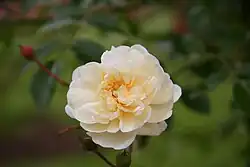 'Albéric Barbier', 1900