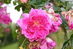 'Alexandre Girault', 1907