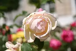 'Comtesse de Cassagne', Pierre Guillot < 1919.