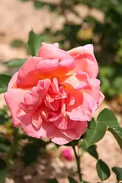 'Luis de Briñas', HT, P. Dot 1932.