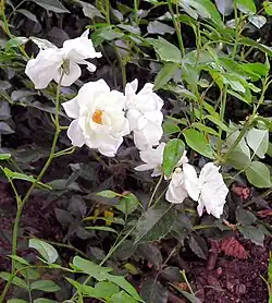 Rosa 'Schneewittchen '