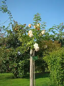 Rosa 'Ghislaine de Féligonde'.