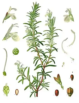 Salvia rosmarinus Spenn. (bajo el sinónimo Rosmarinus officinalis L.)
