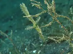 El arte del camuflaje