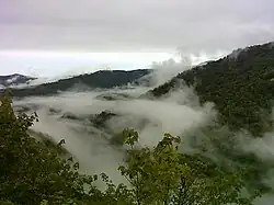 Bosque caducifolio montañoso en un ambiente brumoso y nublado.