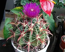 Como planta ornamental