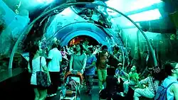 Walking in an acrylic tunnel in the SEA Aquarium