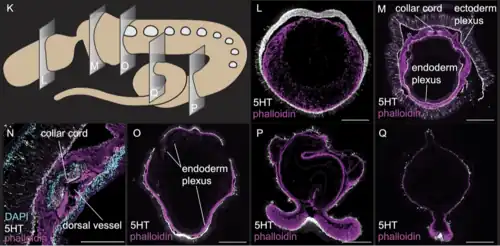 Neuronas: serotoninérgicas en blanco. Cortes transversales de S. kowalevskii adulto. Inmunohistoquímica. Microscopía confocal.