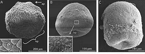 Blástula (A) 8 horas; (B) 24 horas Microscopía electrónica de barrido.