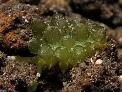 Stiliger smaragdinus