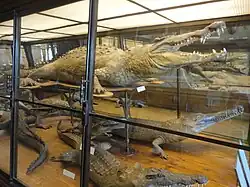 Muestra herpetológica mostrando cocodrilos disecados