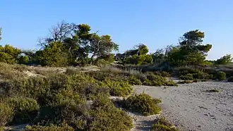 Arenales de San Pedro del Pinatar, una imagen de la apariencia que pudo tener La Manga antes de su desarrollo urbanístico.