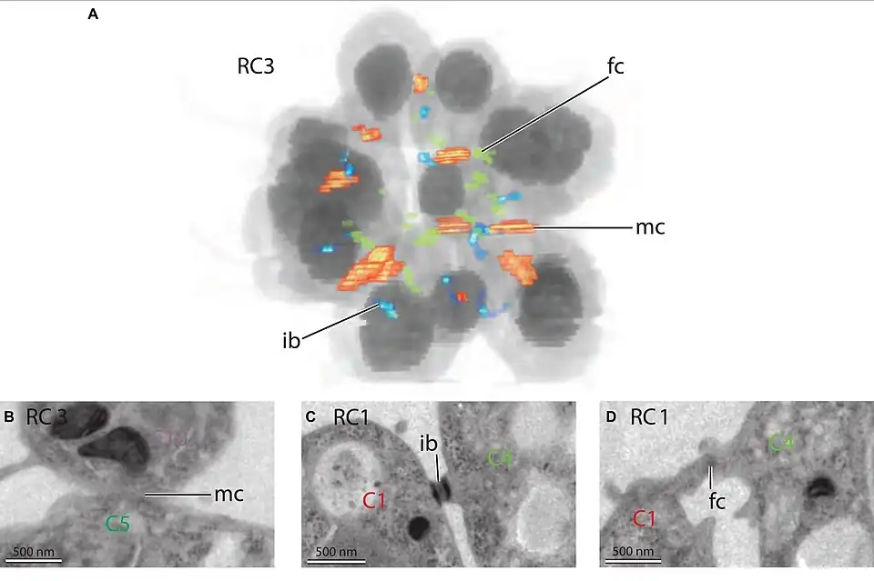 Representación 3D de una colonia tipo roseta, distribución de los contactos intercelulares. Ib, puente intercelular en azul; fc, contacto filopodial en verde; mc, contacto de membrana.
