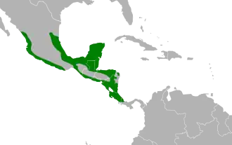 Distribución geográfica del pepitero ventricanelo.