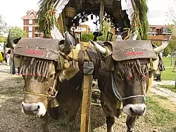 Romería de San Froilán