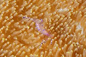 Ancylomenes sarasvati