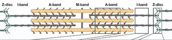 Un Sarcómero aislado. Esquemático: miofibrillas gruesas y finas.