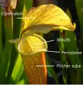 Hoja "pitcher" en Sarracenia.