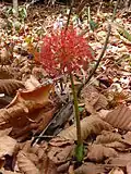 La inflorescencia de Scadoxus multiflorus