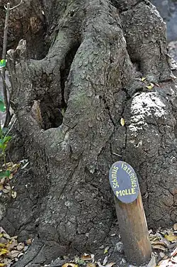 Está especie domina en la zona del estero El Jote, su nombre popular se le conoce como Molle y su nombre científico Schinus latifolius