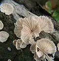 Schizophyllum commune en Misuri, Estados Unidos