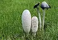 Coprinus comatus en Alemania. Ejemplares con sombreros jóvenes y maduros.