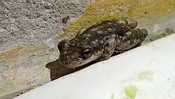 Ranita hocicuda (Scinax nasicus)