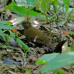 Raspahojas en São Sebastião - SP - Brasil