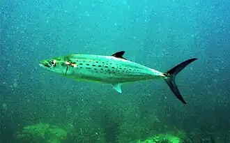 Scomberomorus maculatus carite atlántico