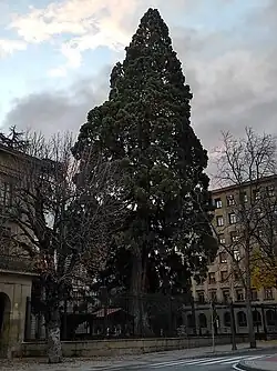 Secuoya procedente de Sierra Nevada (California) plantada en los jardines palaciegos en 1855. Fue declarada Monumento Natural de Navarra con el número 25.[26]​