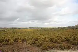 Cola del Embalse de Bornos