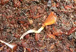 La primera raíz es la radícula del embrión. Si se sigue desarrollando luego de la germinación, se la denomina raíz primaria.