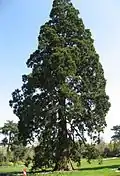 Sequoia gigante (Sequoiadendron giganteum)
