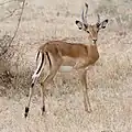 impala, gacela de patas negras (macho)