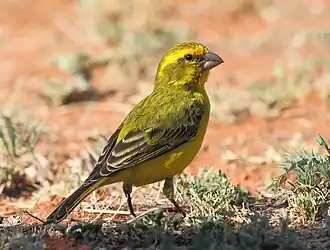 Canario de vientre amarillo (Crithagra flaviventris)