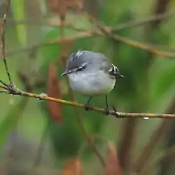 Serpophaga subcristata White-crested Tyrannulet
