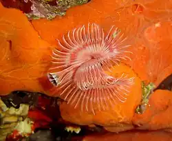 Serpula vermicularis