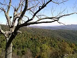 Bosque templado caducifolio Virginia