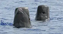 Ballenas piloto de aleta corta espíando en Guam