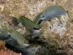 Grupo de S. luridus en Donoussa, Grecia.