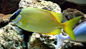 S. puellus en el acuario marino de Praga, República Checa