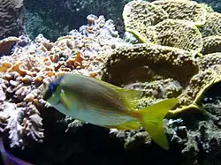 S. puellus en el acuario de Nancy, Francia