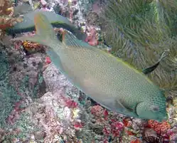 S. punctatus en Koh Phangan, Tailandia