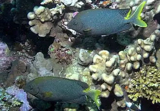 Pareja de S. stellatus en Egipto, mar Rojo