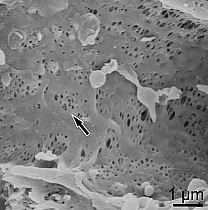 Interior de Sinusoide hepático 3D, con ventanas grandes del endotelio 600 nanómetros sin membrana basal. Microscopio electrónico de barrido.