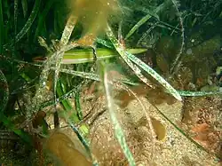 Siphonognathus radiatus