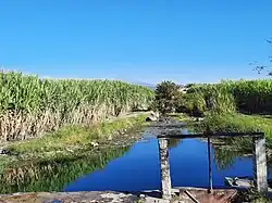 Sistema de riego ojo de agua "El Ojito".